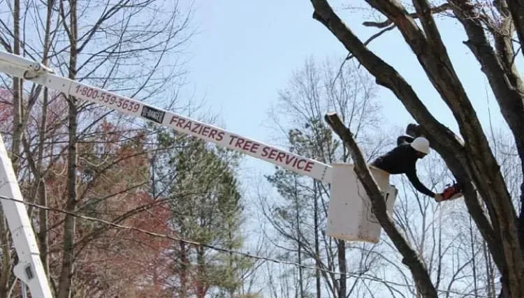 A tree service worker in a bucket lift trimming a tree on a sunny day.