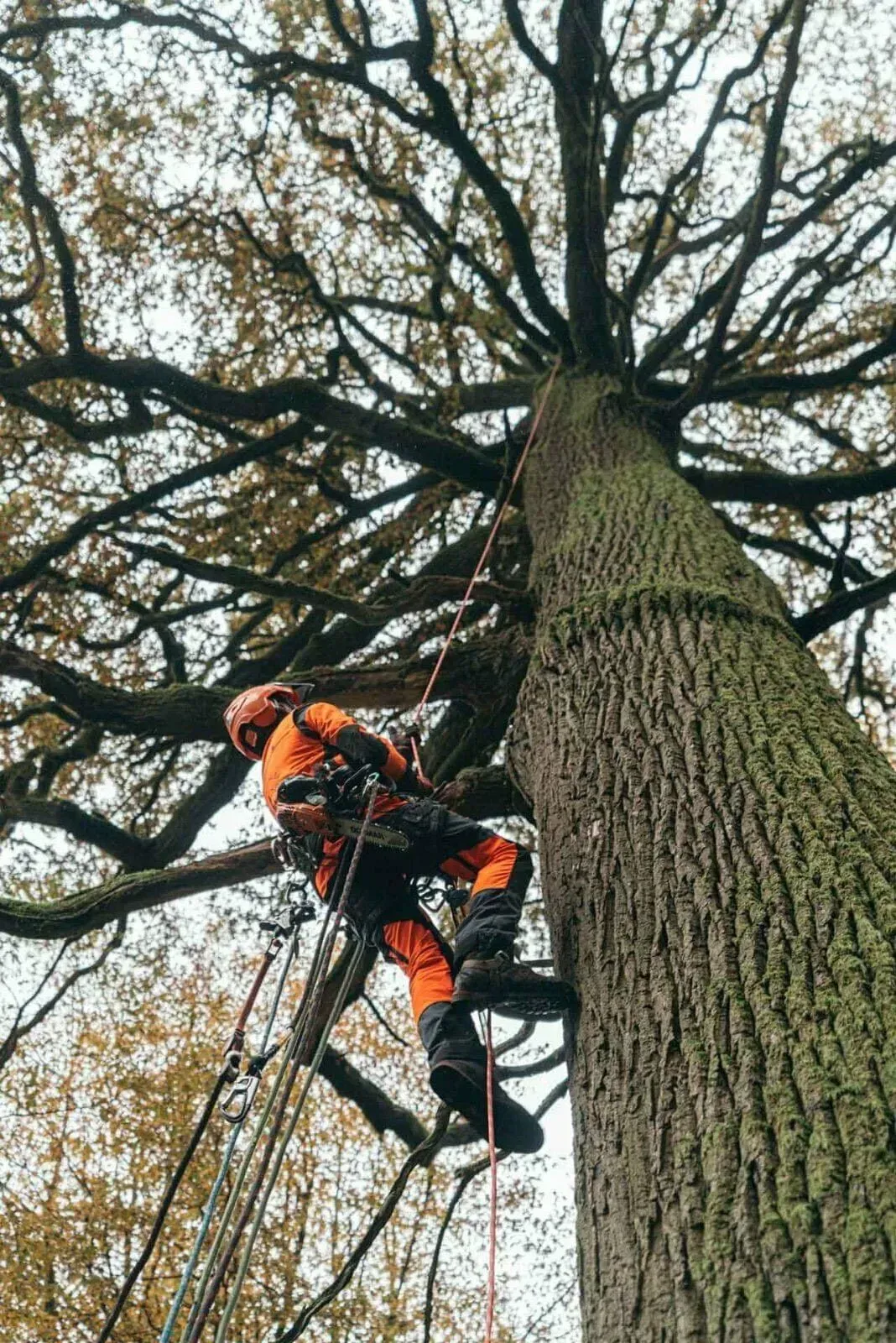 Arborist in orange climbing a tall tree with safety gear. Autumn leaves surround the trunk.