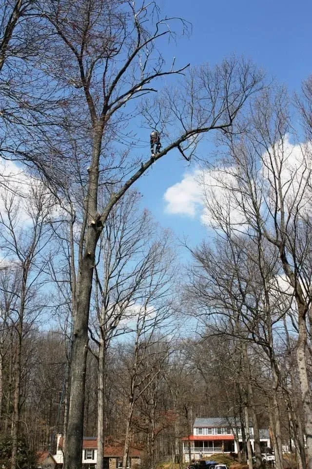 Person trimming a tall tree; sunny day, blue sky with clouds, houses in background.