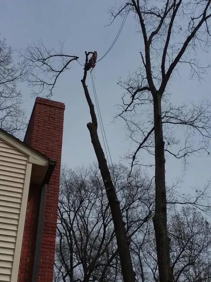 Tree service worker cutting a tall tree near a brick chimney; ropes used to control the falling branches.