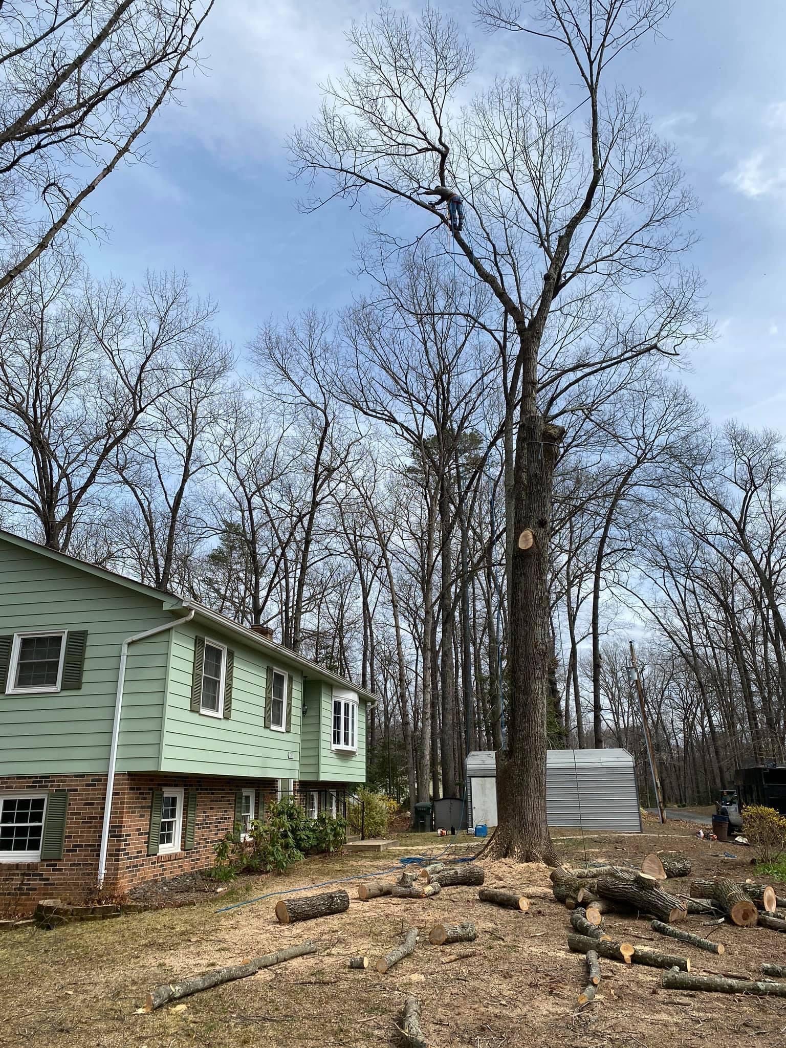 House next to a tall tree with cut branches. Branches and logs on the ground, overcast sky.