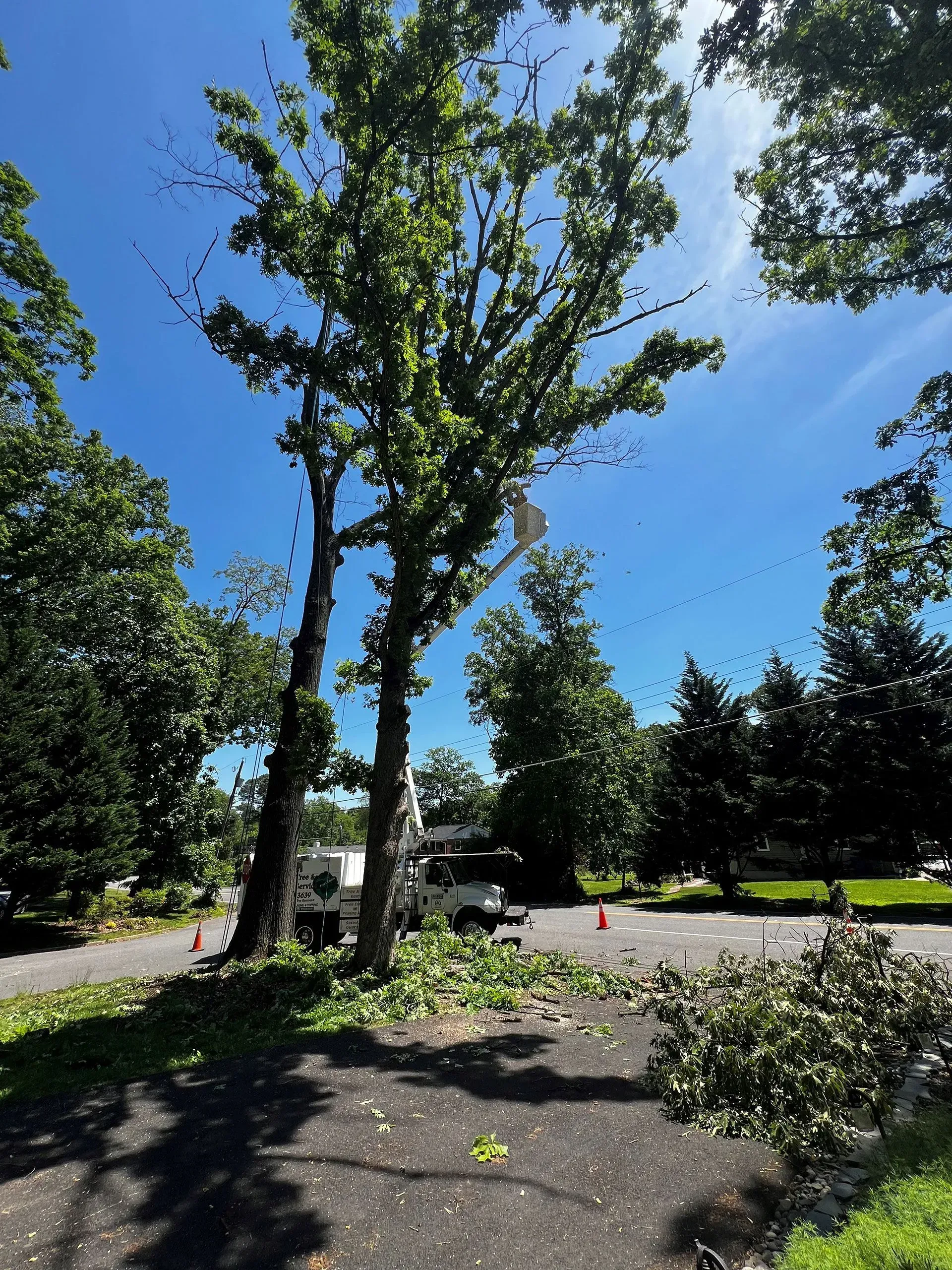 Tree trimming: Arborist in a lift trimming a tall tree on a sunny day.