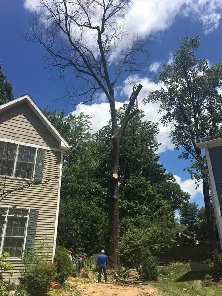Tree being trimmed next to a house on a sunny day. Two people are visible at the base.