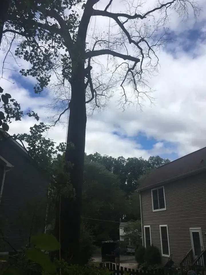 Tall tree with bare branches against a cloudy sky, between two houses.