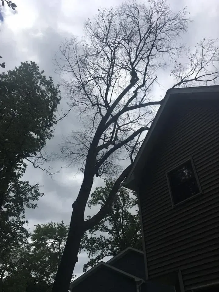 Tall tree with bare branches next to a house on a cloudy day.