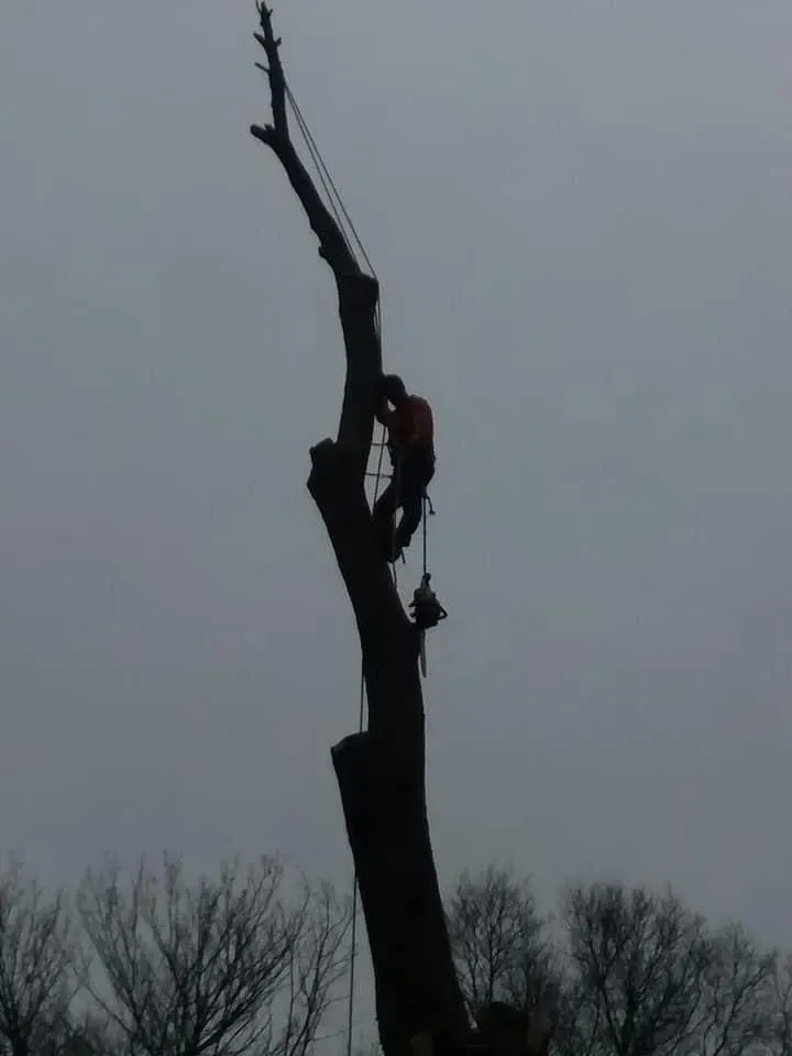 Arborist in orange shirt climbing a tall tree against a gray sky, trimming branches.