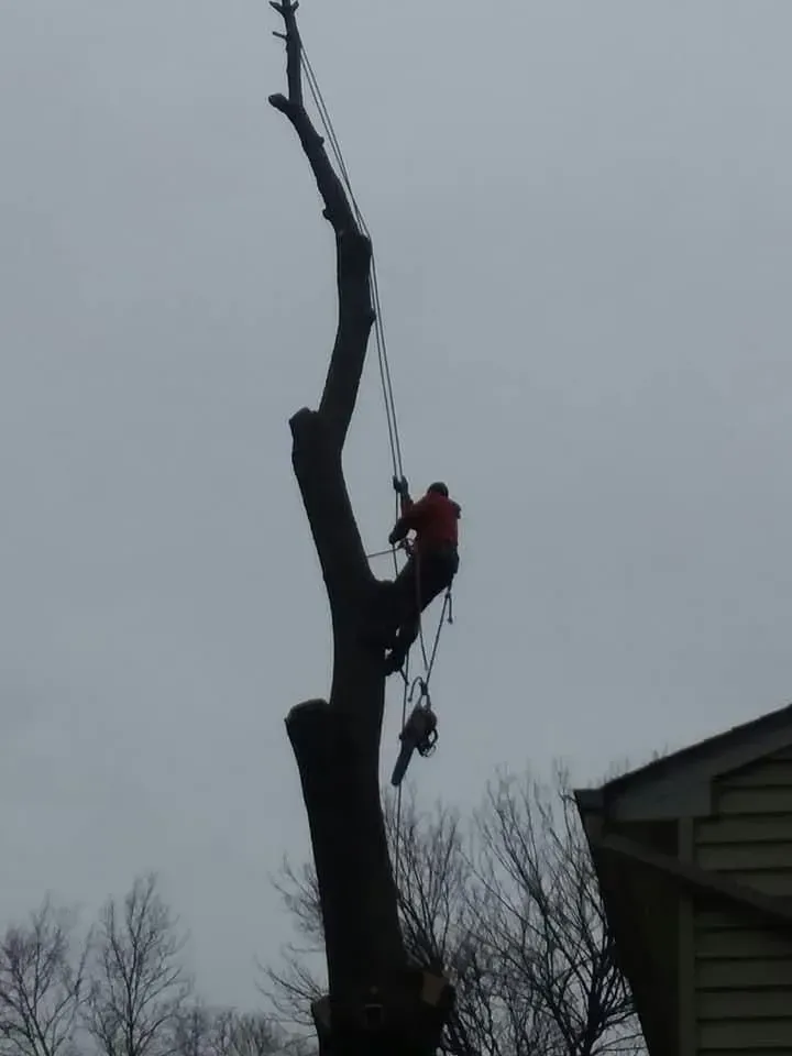 A tree trimmer, secured with ropes, is working on a tall tree on a cloudy day.