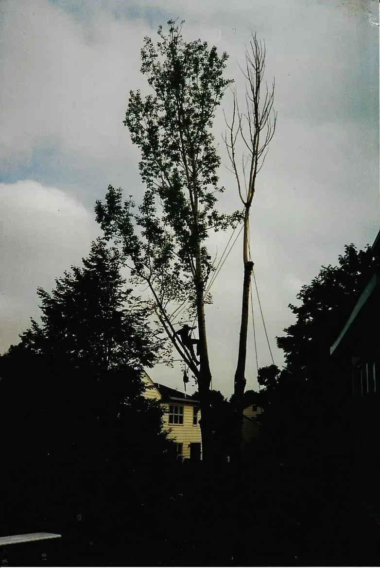 Tall tree, partially cut, with leafy green and bare branches, in front of a house and under a cloudy sky.
