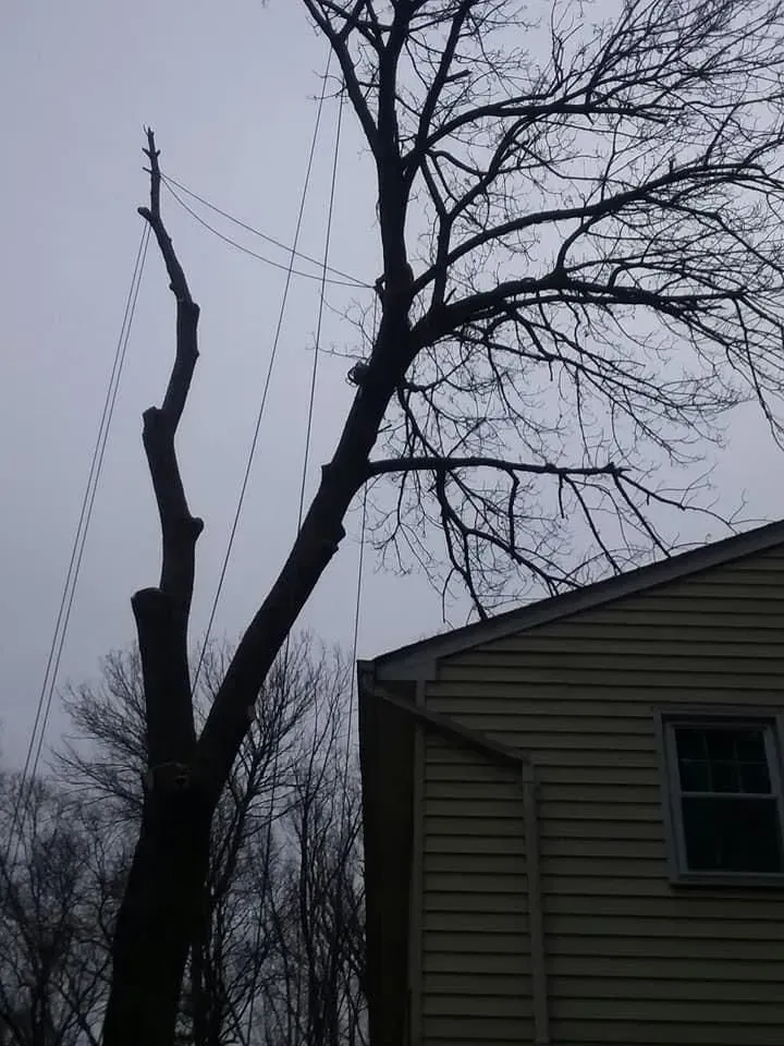Partially pruned tree next to a yellow house; support cables hang from branches. Overcast sky.