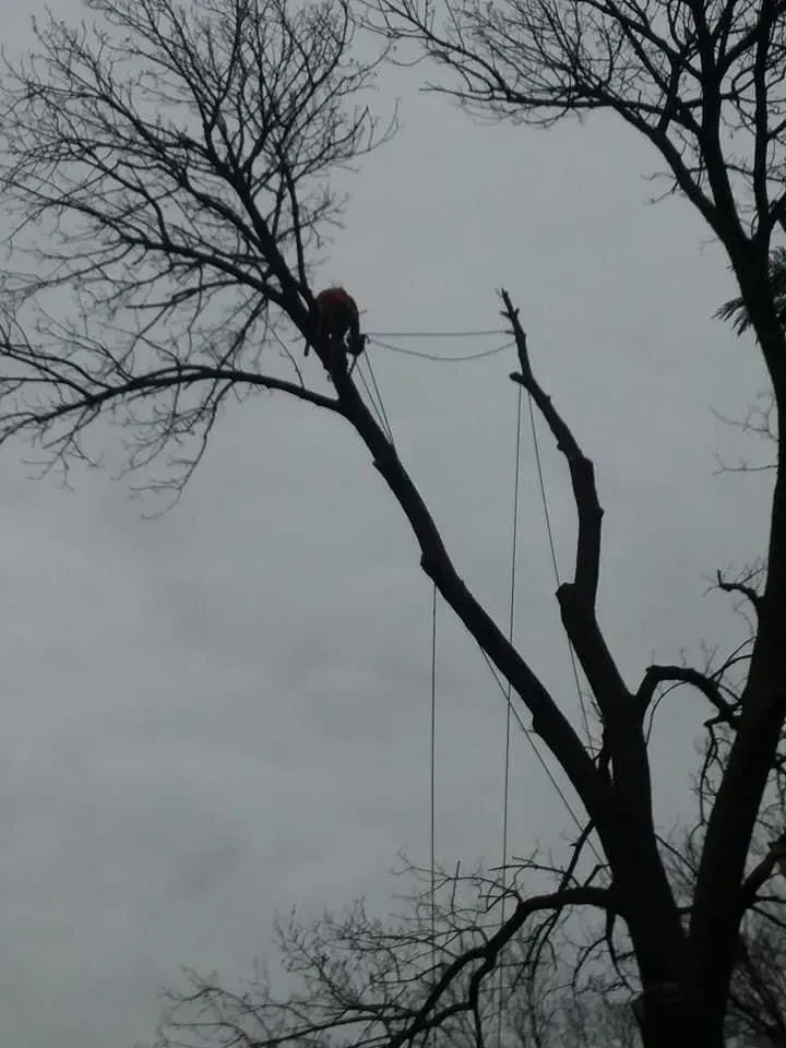 A tree service worker in an orange harness is trimming branches from a tall tree on an overcast day.