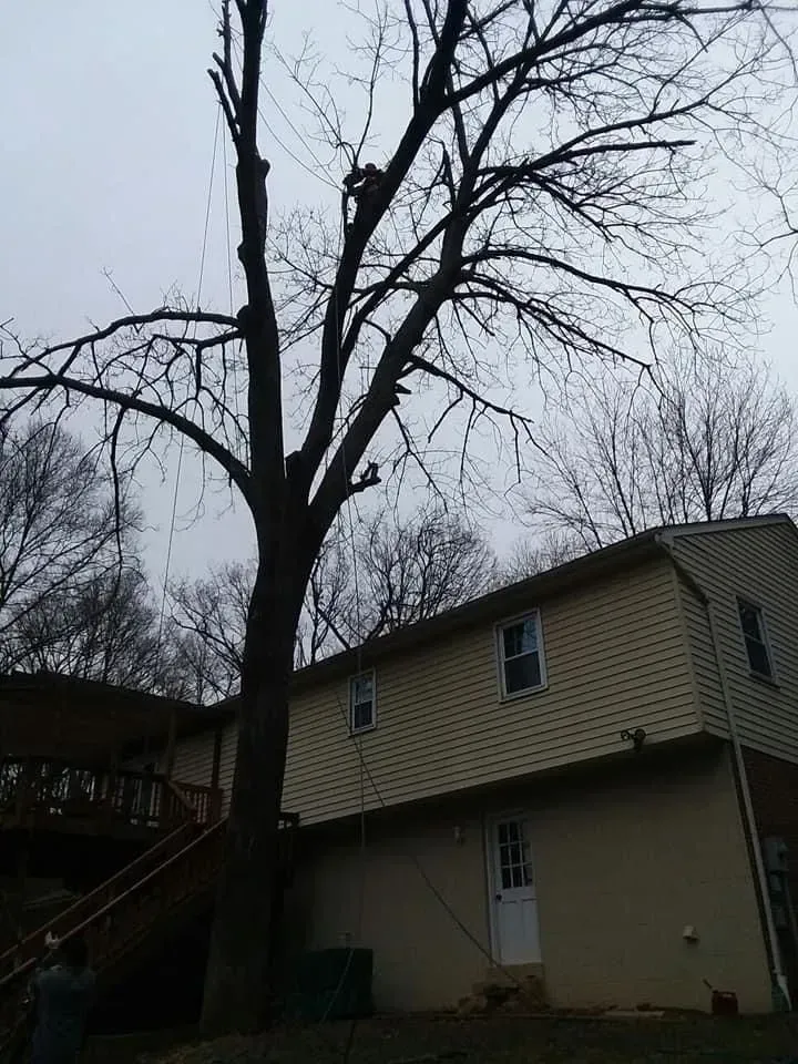 Tree being trimmed near a two-story house; worker in tree, lines and equipment visible. Overcast sky.