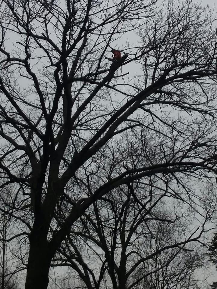 A person in orange clothing pruning a tall tree on a cloudy day.