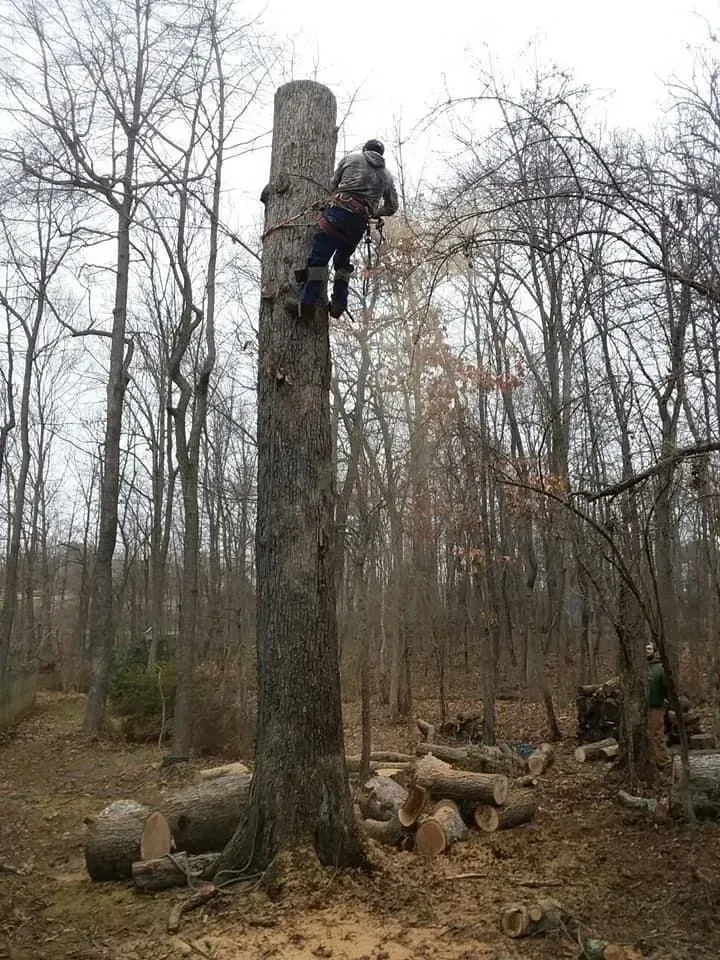 A tree service worker climbs a tall tree in a forest, preparing to cut it down.