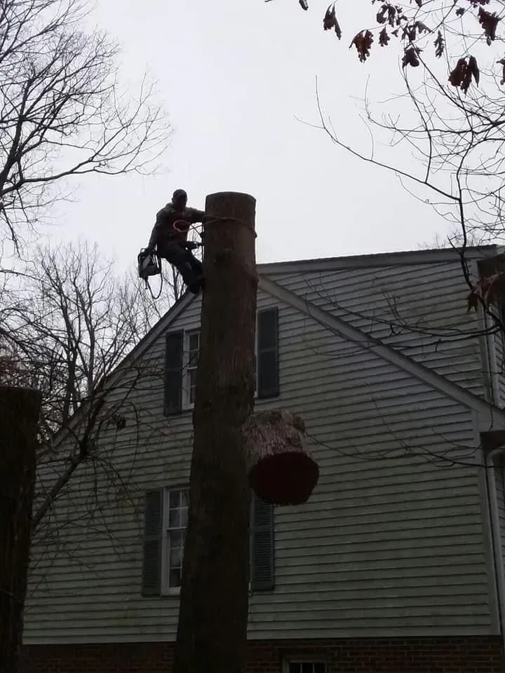 A tree trimmer in harness atop a tall, cut tree trunk, next to a house on a cloudy day.