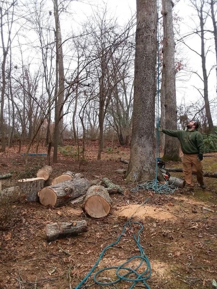 Man points at tall tree, preparing to cut it down. Logs lie on the ground in a wooded area.