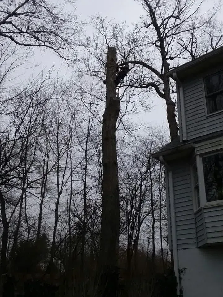 Tall tree partially trimmed next to a house on a cloudy day.