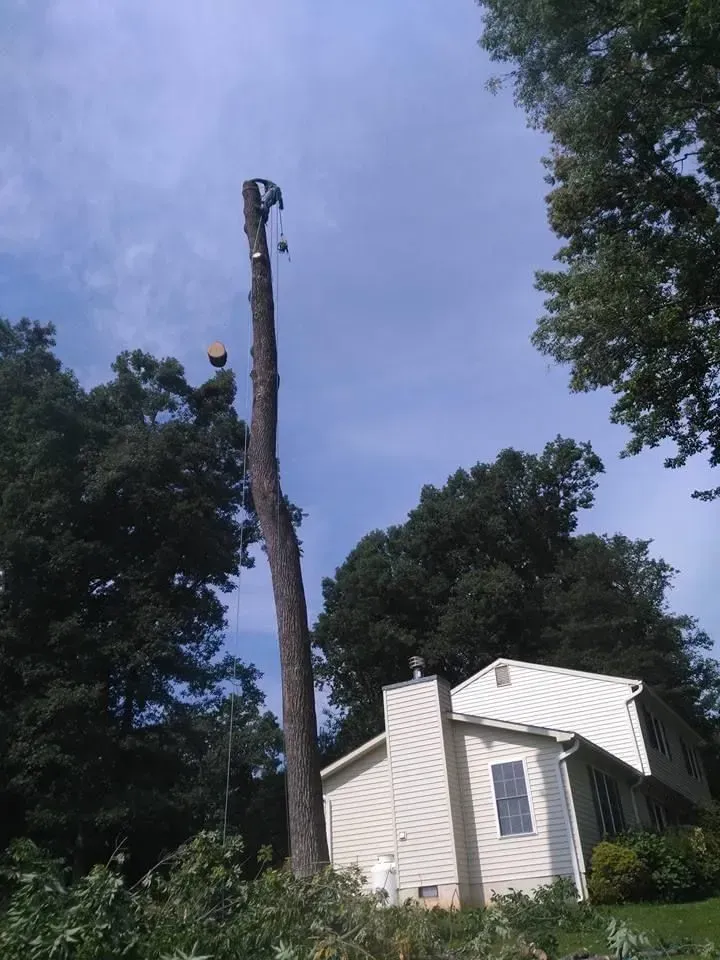 Tree trimmer atop a tall, bare tree trunk near a house, under a bright blue sky.