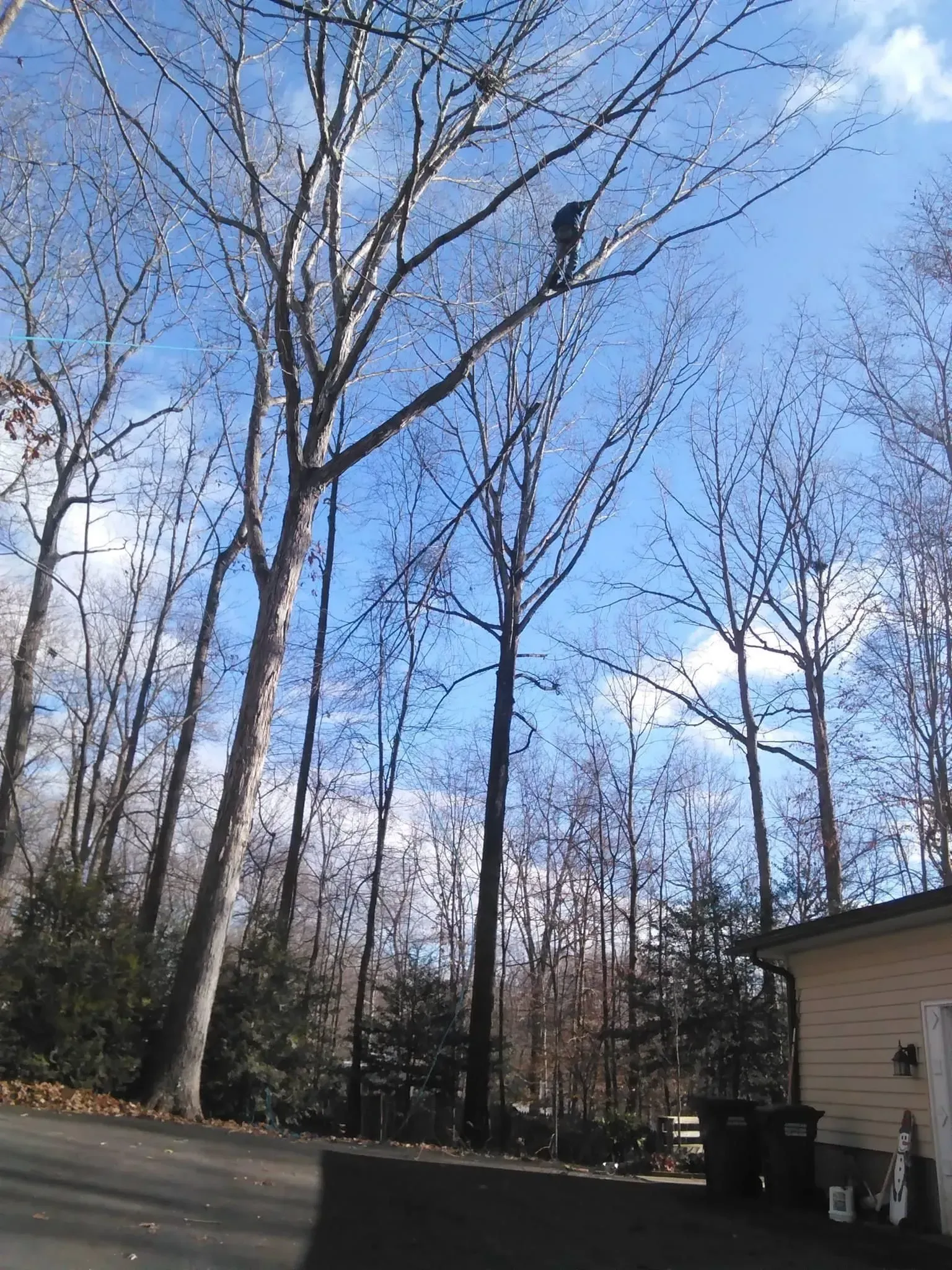 Bare trees against a blue sky, with a possible animal perched in one branch. A building in the corner.