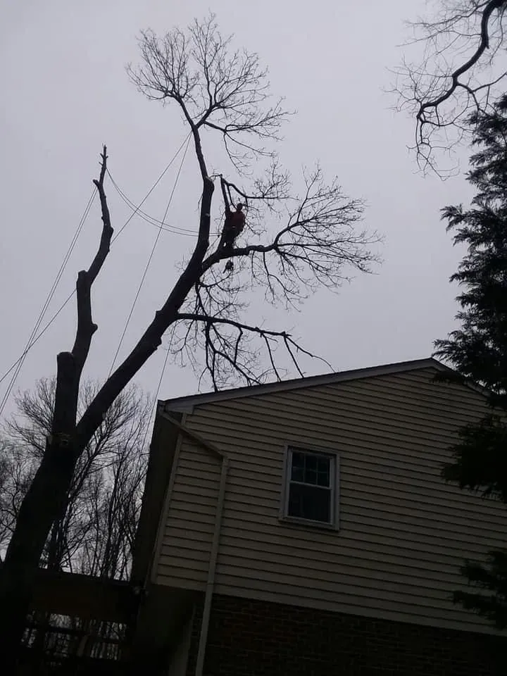 A tree being trimmed by a person suspended in its branches near a house with a cloudy sky overhead.