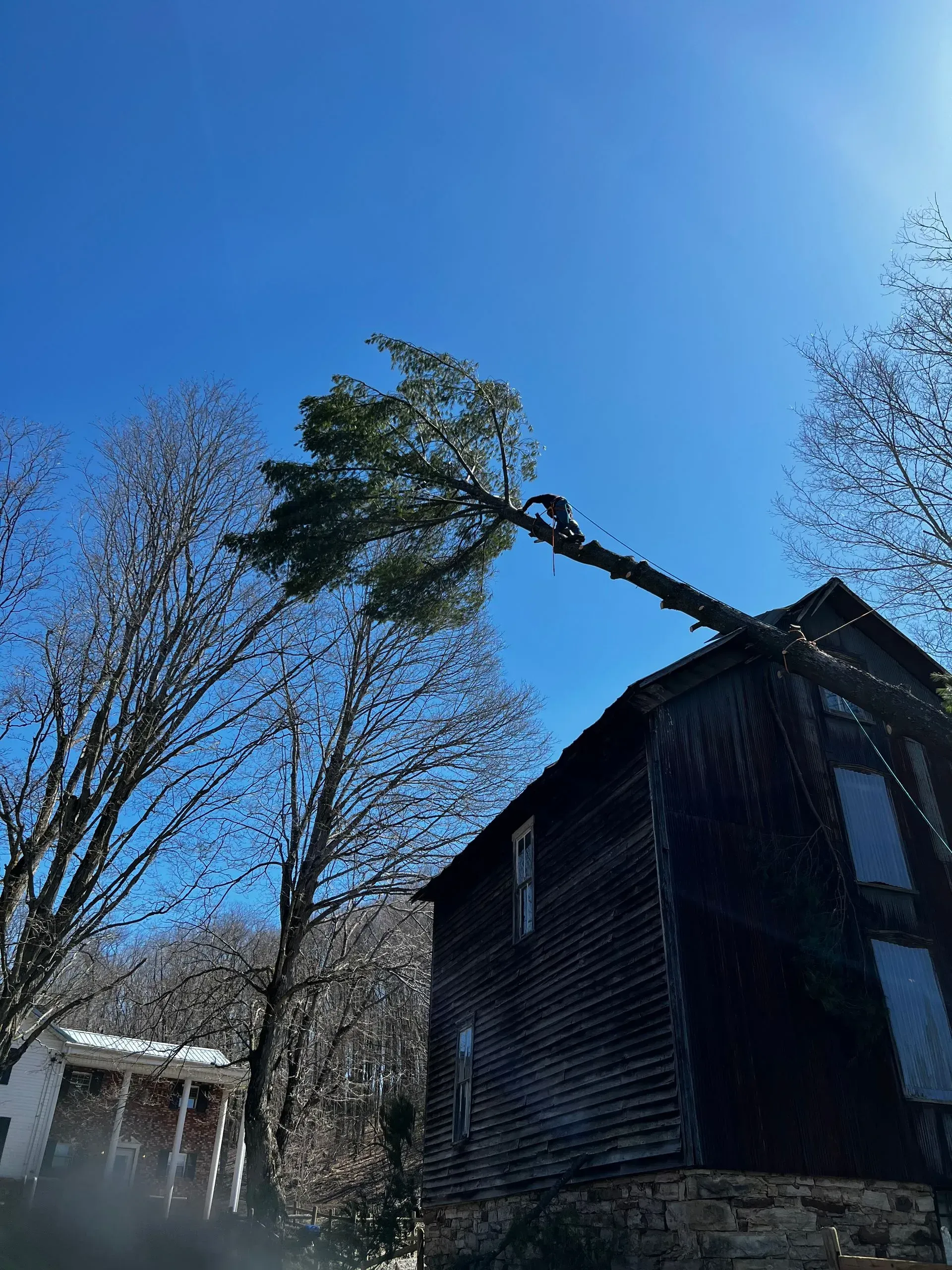 Tree removal in progress: A long branch hangs over a dark building under a blue sky.