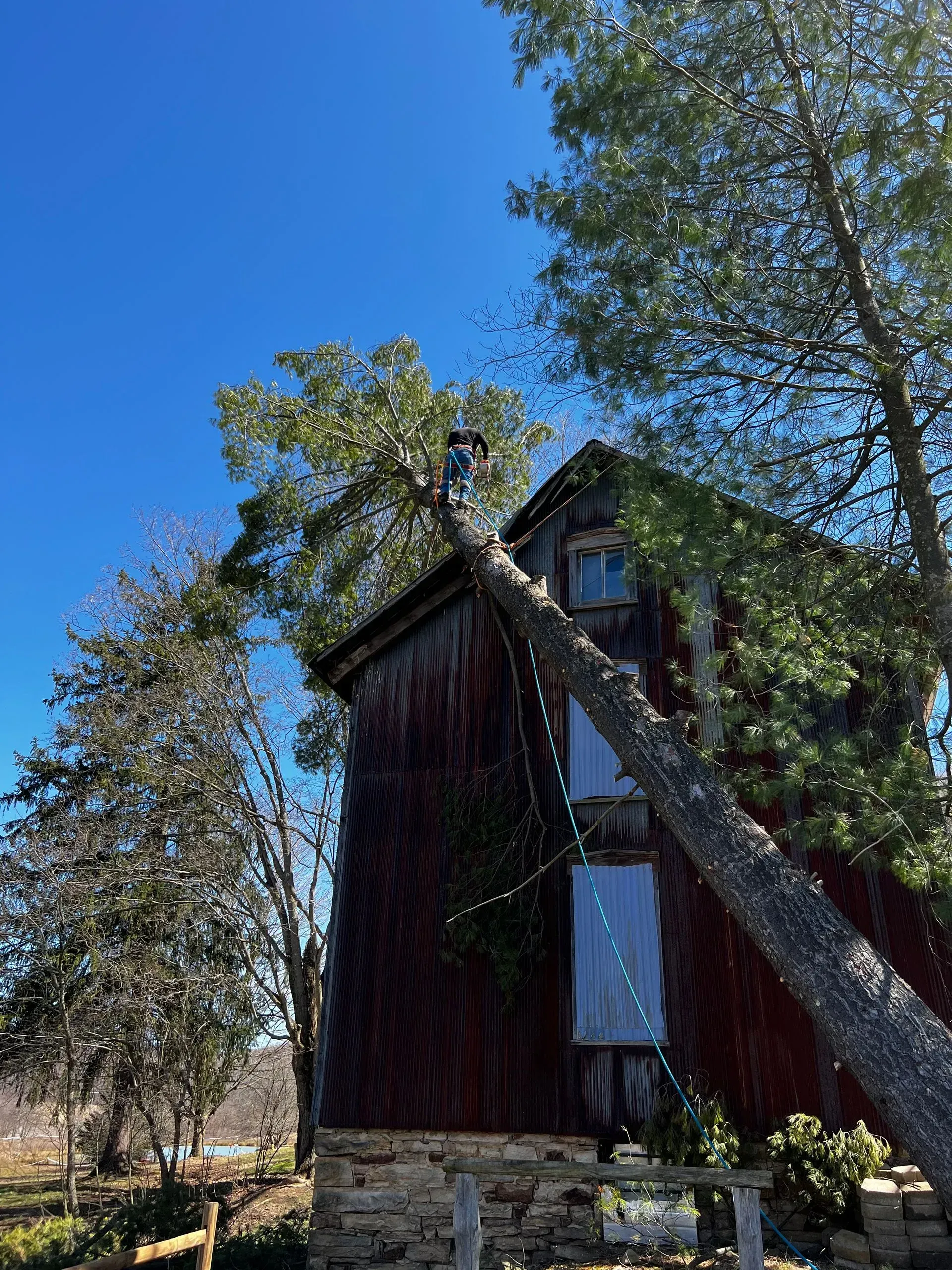 A leaning pine tree rests on a wooden cabin, likely after a storm. Blue sky overhead.
