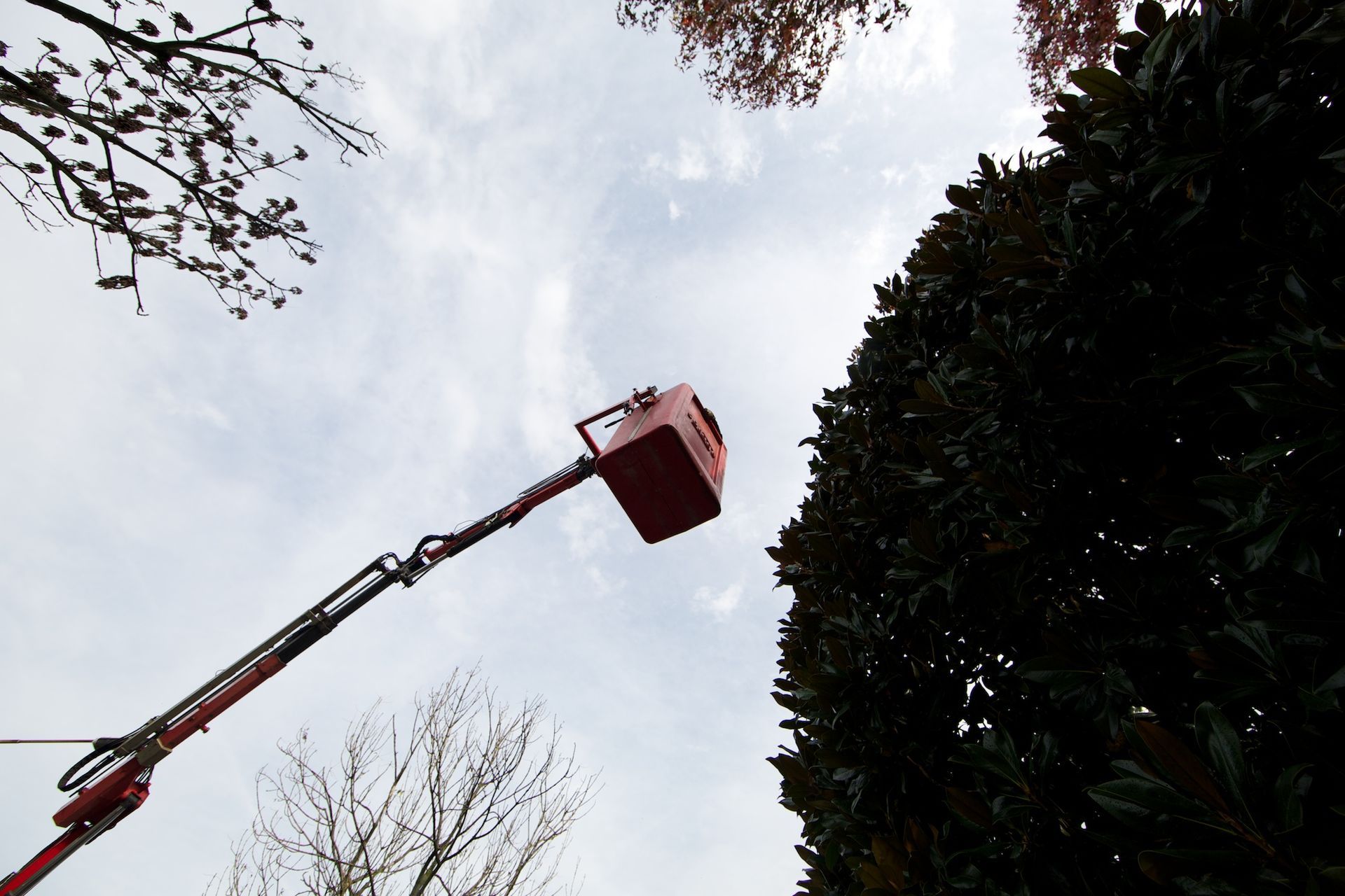 Piattaforma rossa di un carrello elevatore protesa verso il cielo, vicino a un grande albero verde. Cielo nuvoloso sullo sfondo.