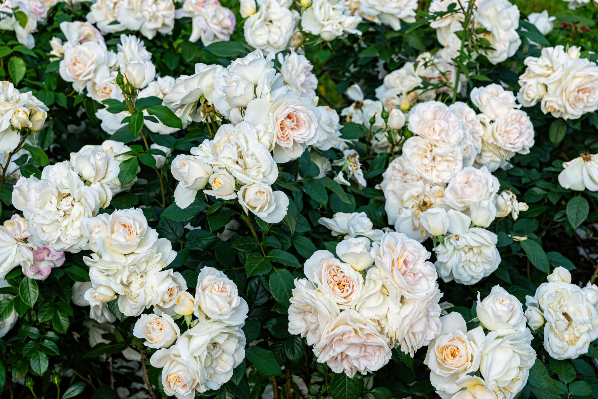 A dense cluster of creamy white roses with soft pink centers, surrounded by lush green foliage.