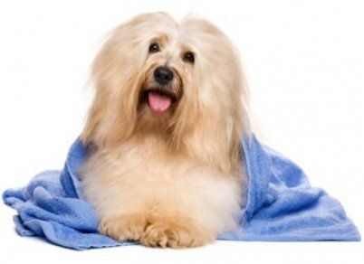 Pet Grooming — Dog with blue bath towel in Portsmouth, VA