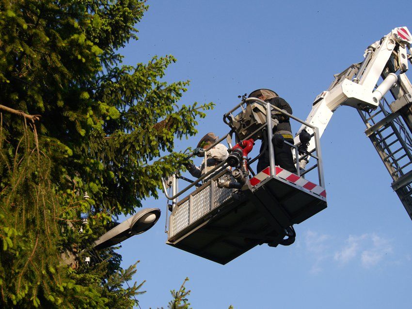 Tree Services in Yorktown Heights, NY