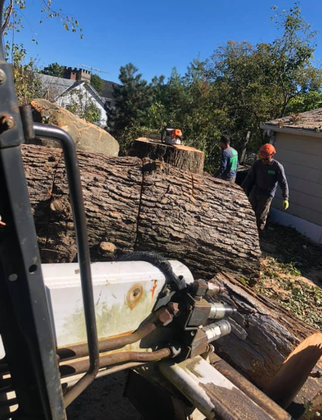 Tree Services in Briarcliff Manor, NY