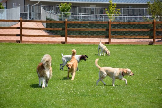 A happy golden retriever at a doggie daycare