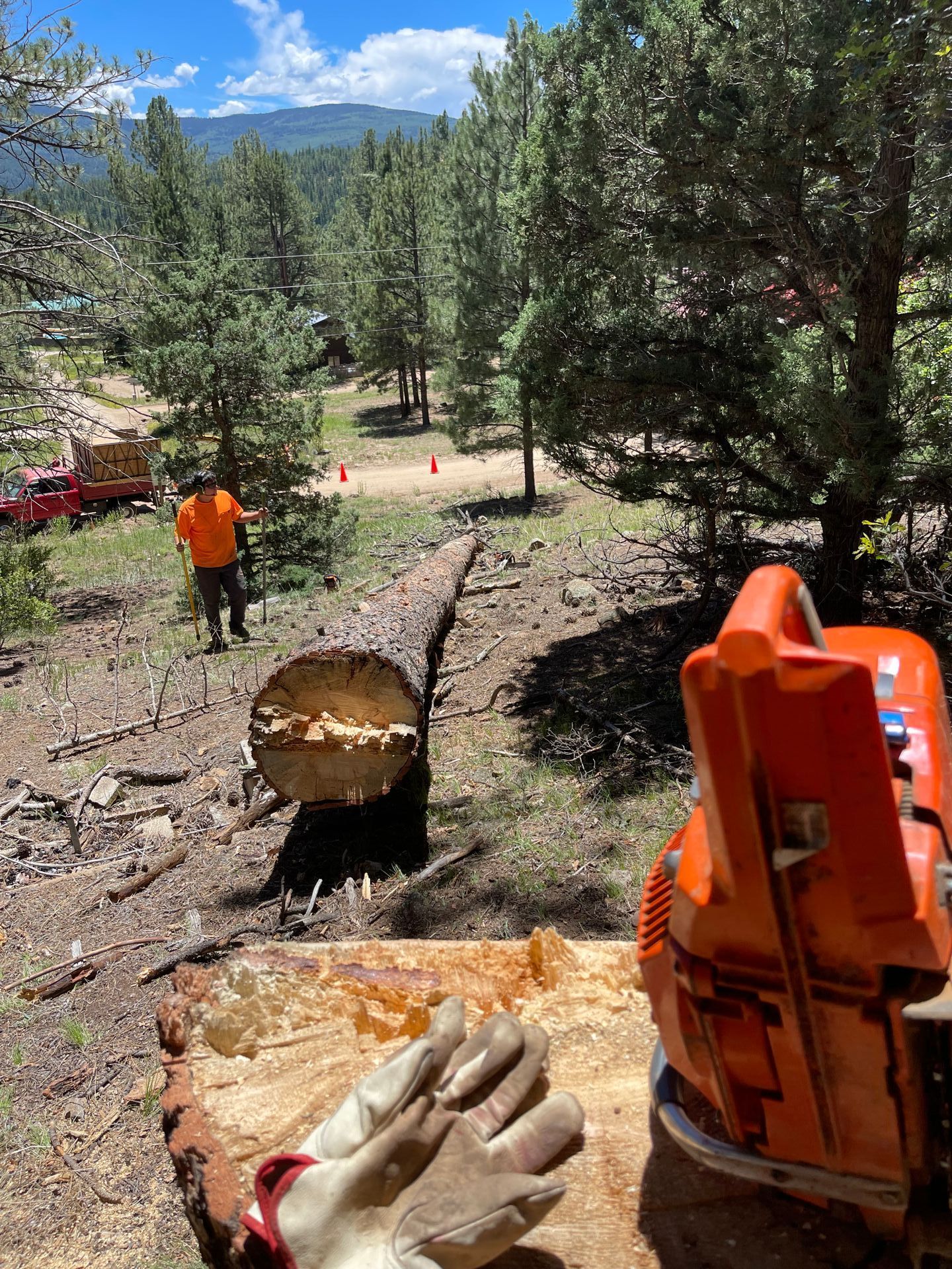 A forested yard with a large tree trunk laying on the ground that has been freshly cut. A Taos Tree employee with an orange t-shirt is walking near the downed tree.