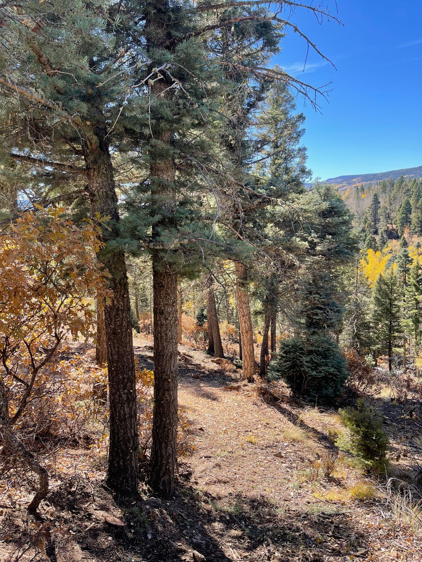 A forested area near a hill that has been cleared of all dead tree limbs and debris.