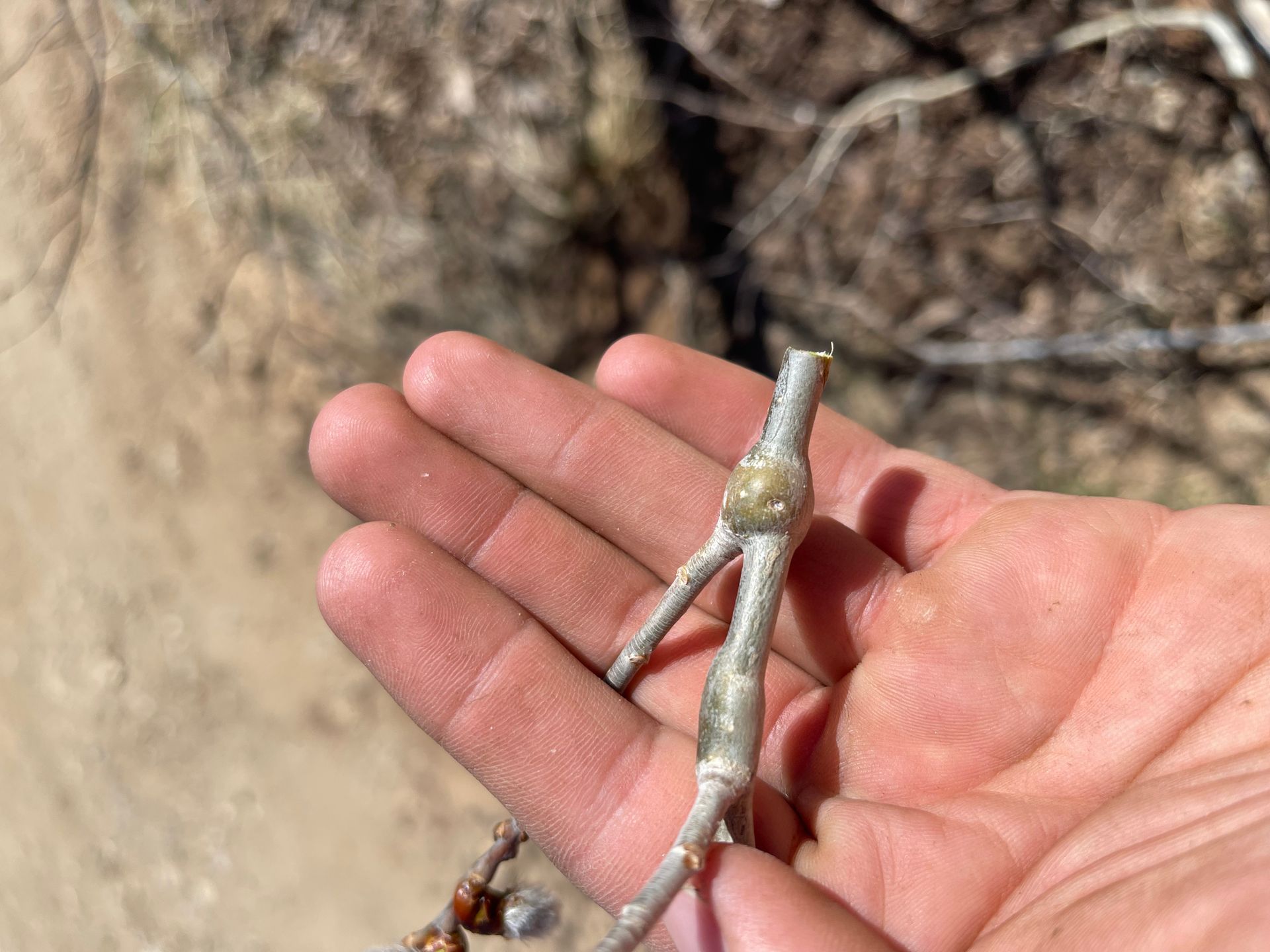 A tree twig in the palm of a hand.