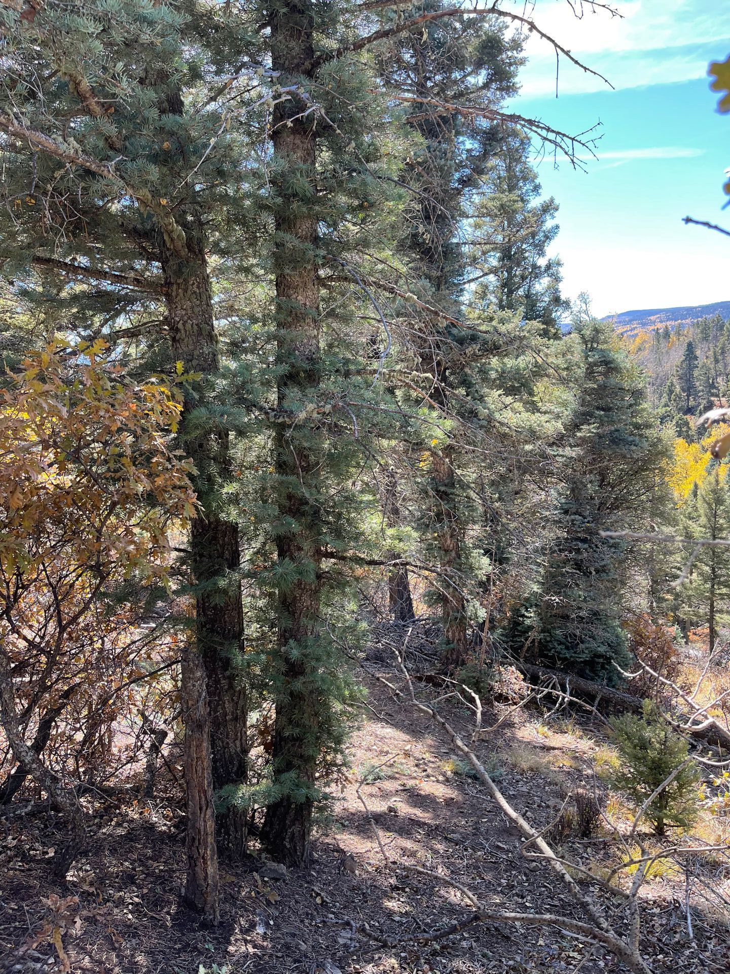 A forested area near a hill with lot's of dead tree limbs and branches crowding the area.