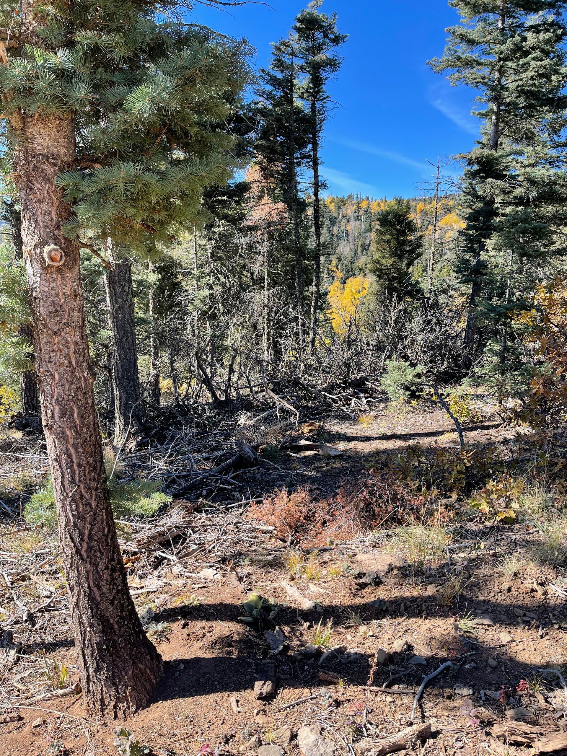 Forest filled with dead tree branches and limbs from before Taos Tree came .