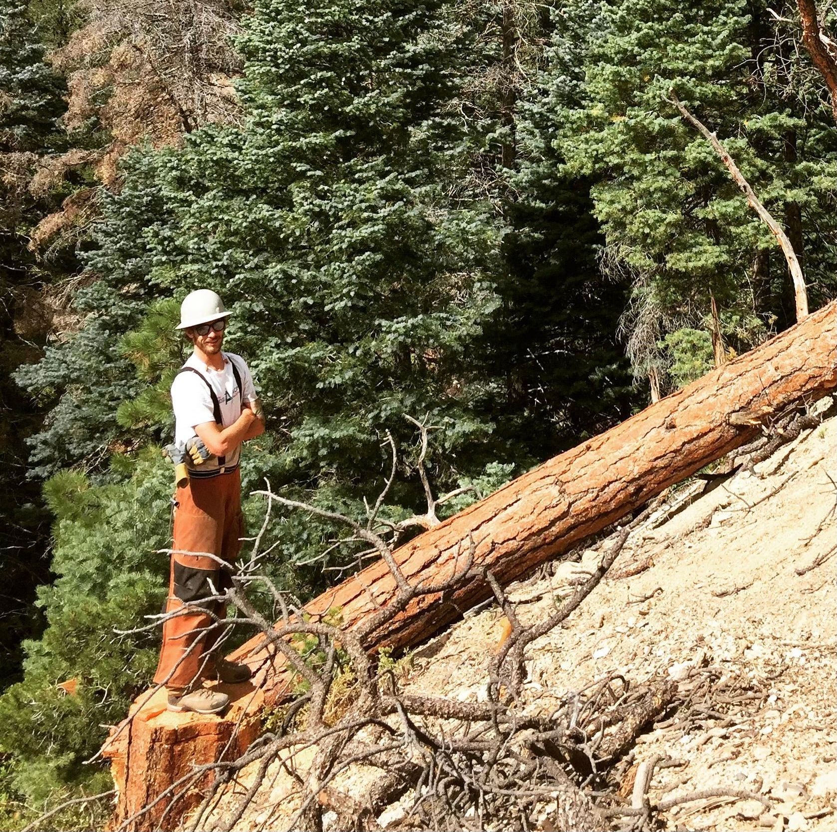 Taos Tree care provider, Patrick Helton, standing next to a large, fallen  tree trunk in a forest with a steep hill.