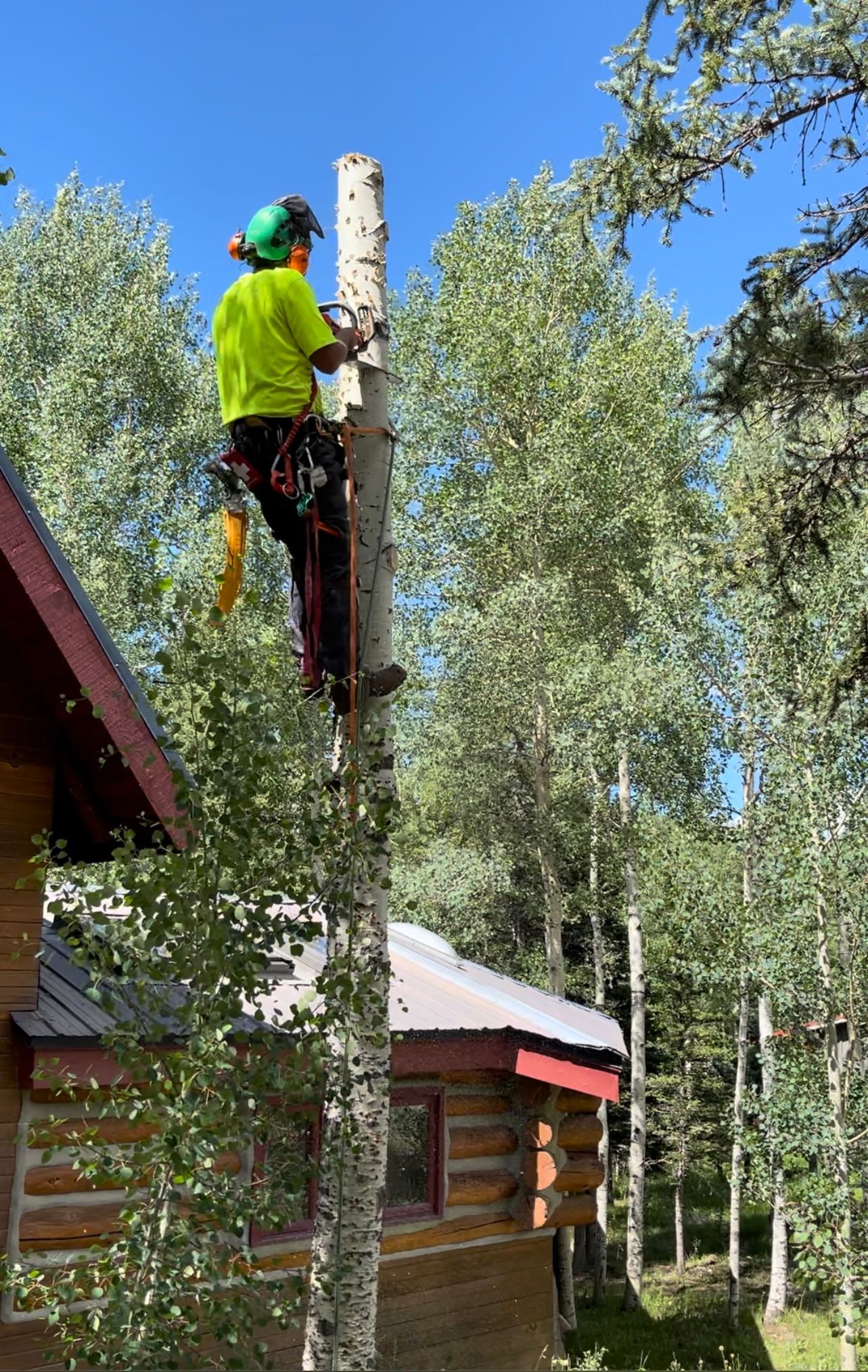 Taos Tree care proivider, Abran Lujan, standing up high on a tall white tree trunk with a saw.