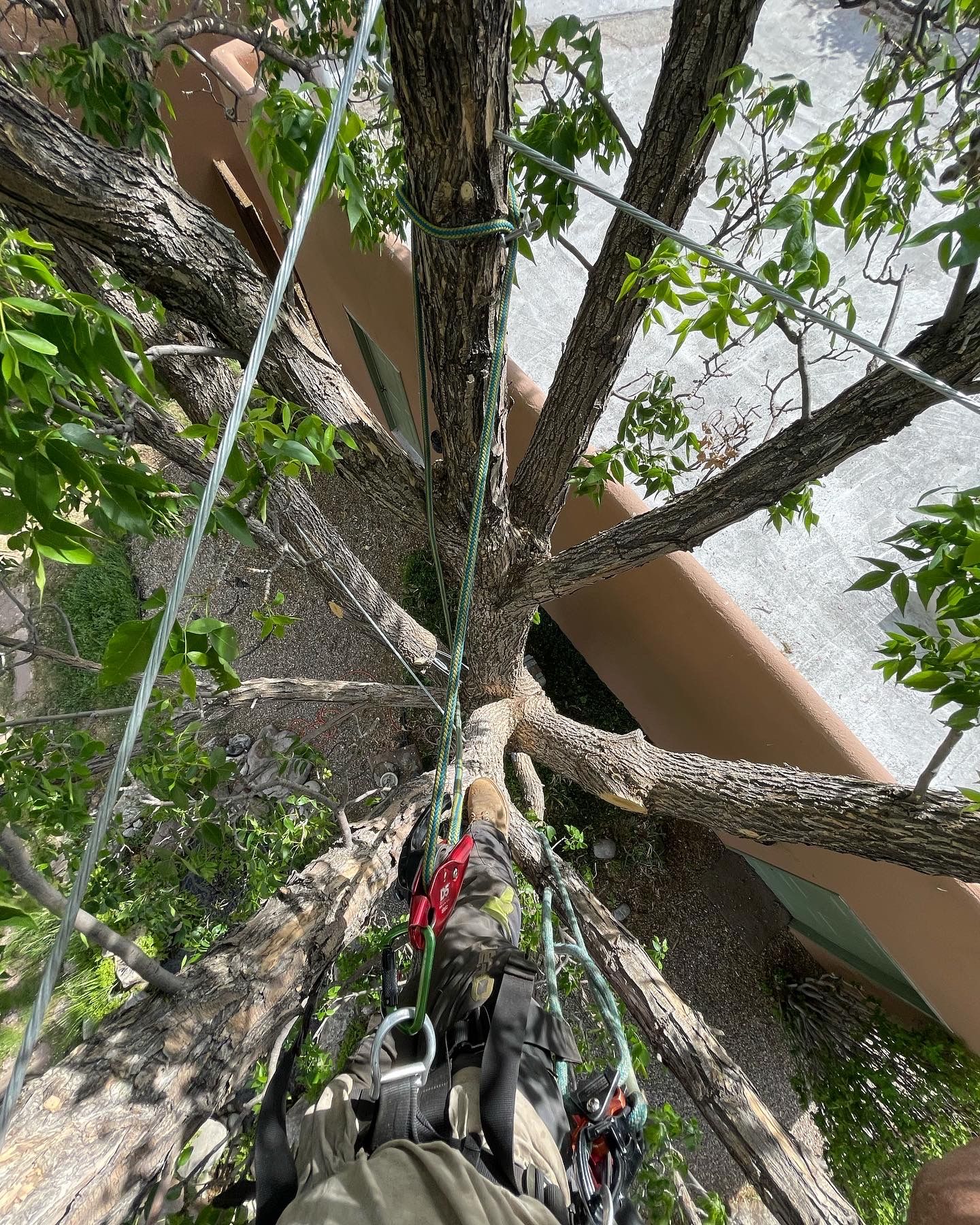 A tree service providers boots and harness, looking down trough tree limbs that have cables running through them.