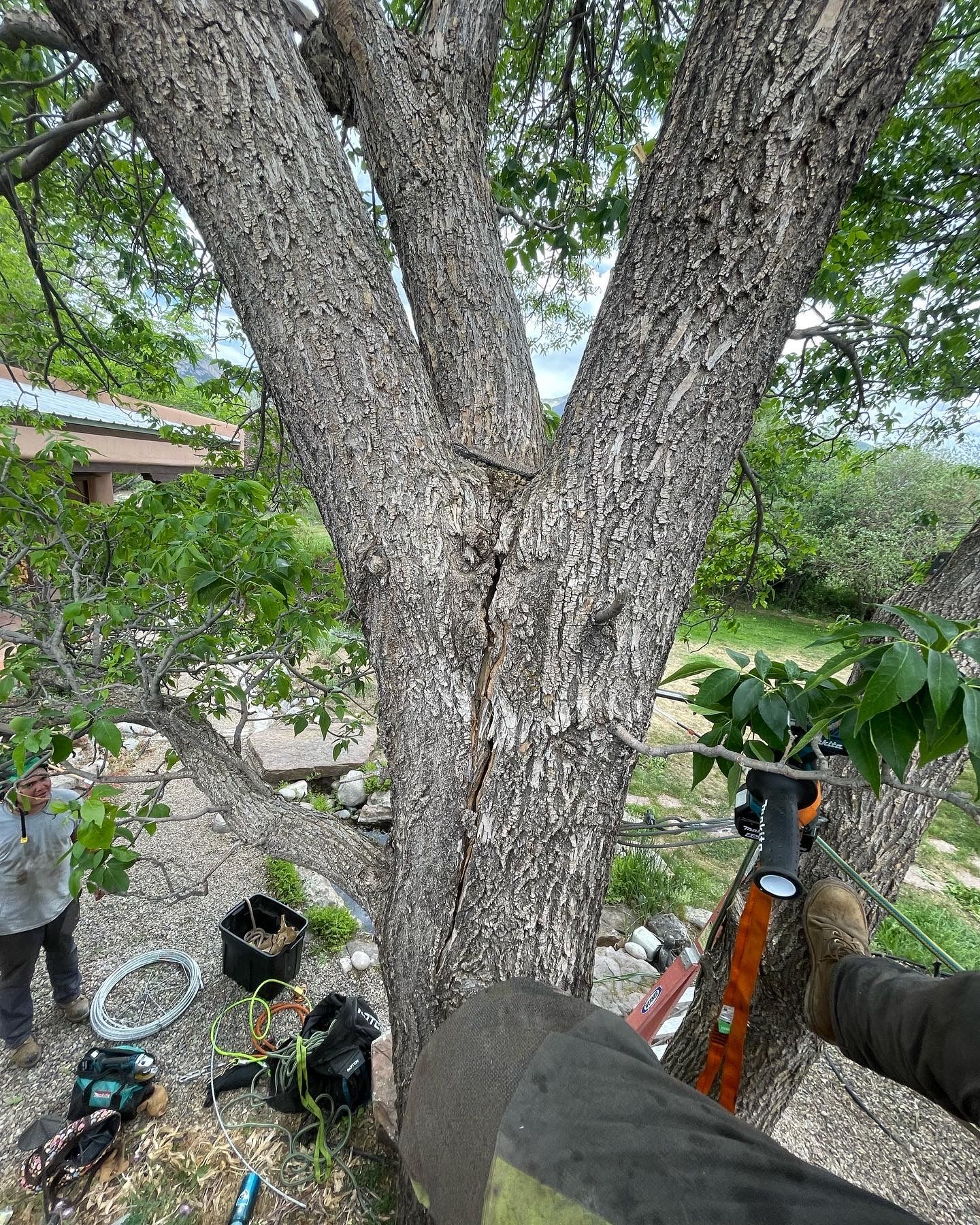 A tree with tow branches growing away from each other with a crack down the middle and a small cable in the middle adding stabilization to the tree .