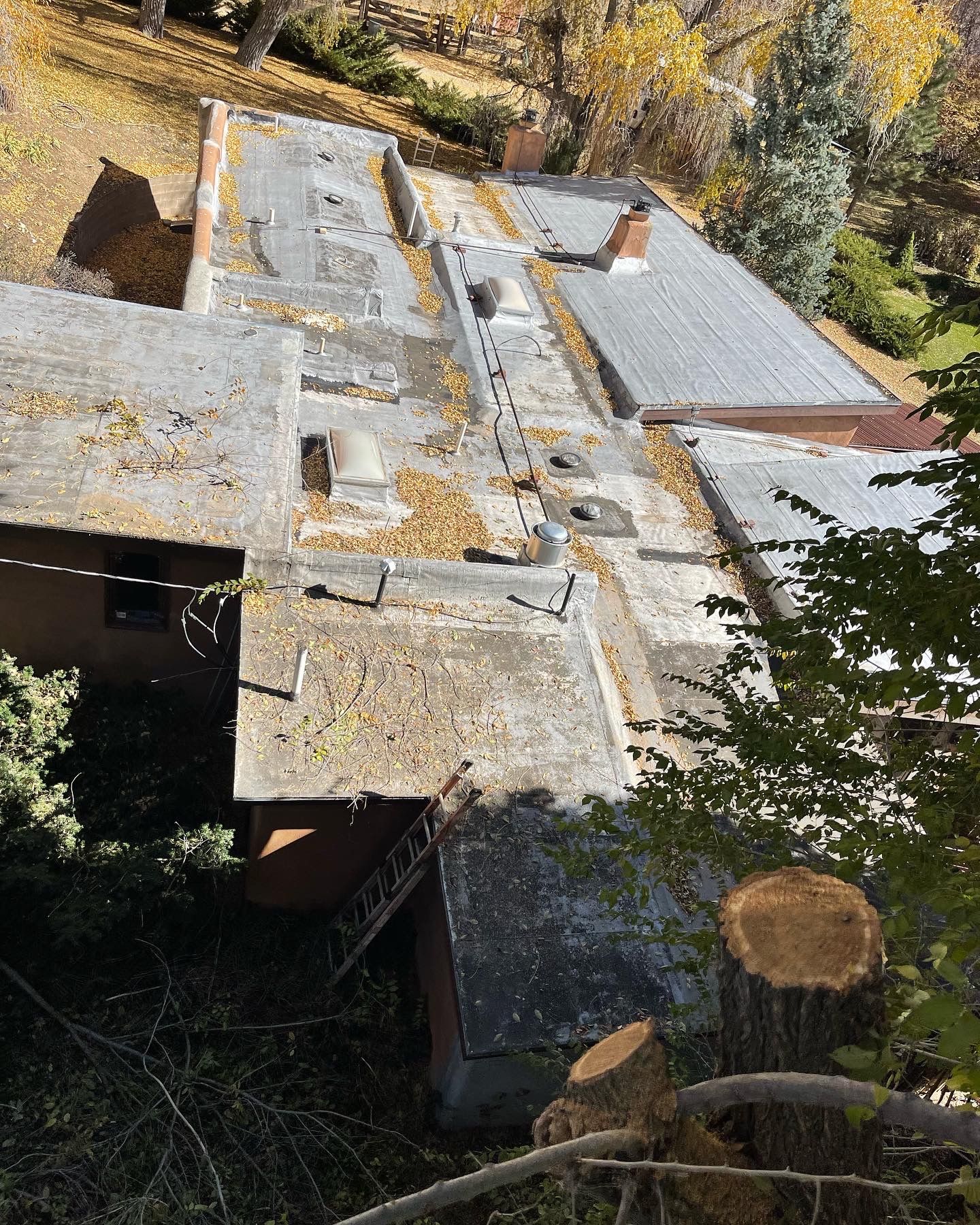 A freshly trimmed tree no longer in danger of falling over a silver roof.