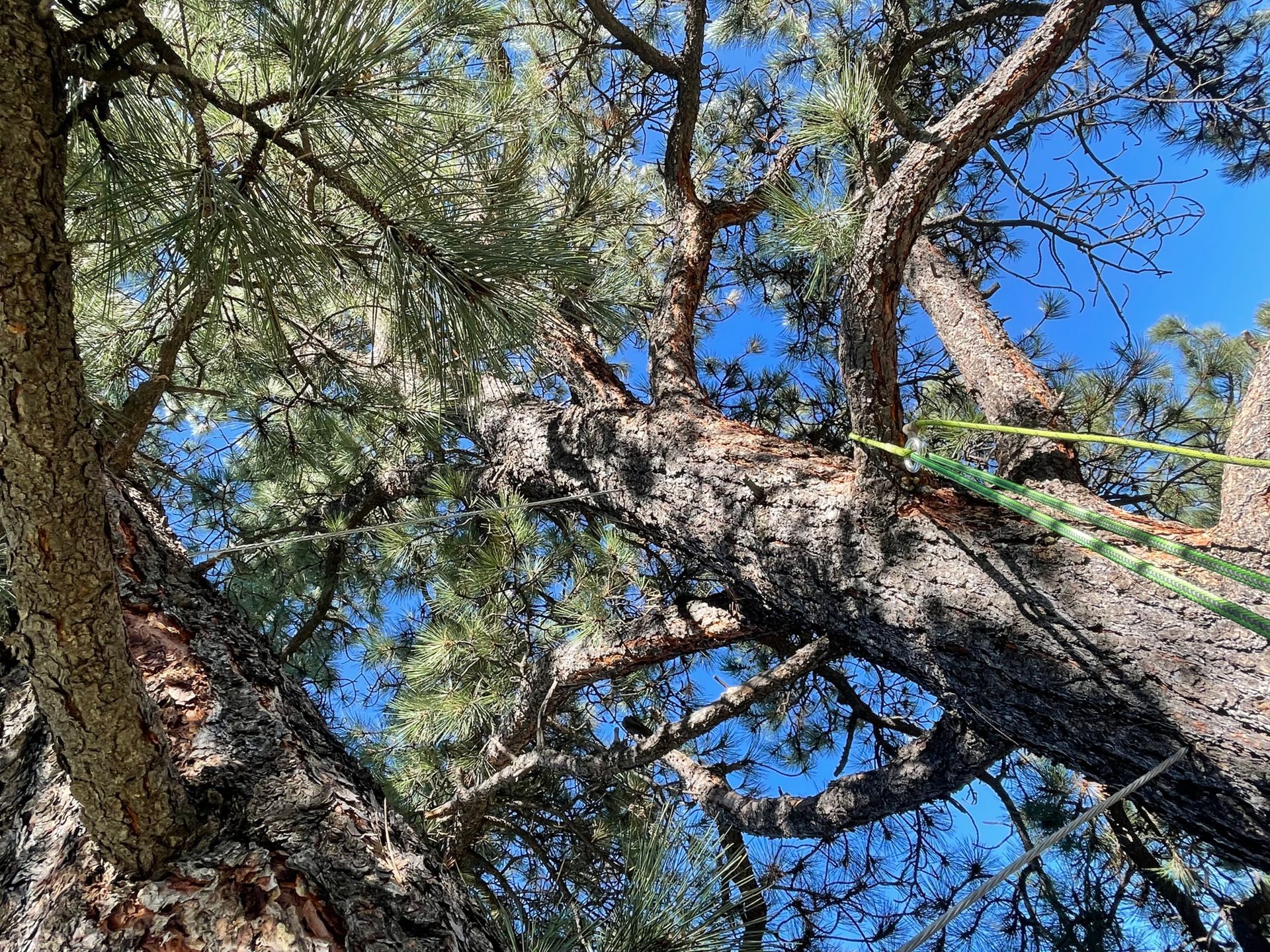 Looking up at a majestic pine tree with a cable going across it.