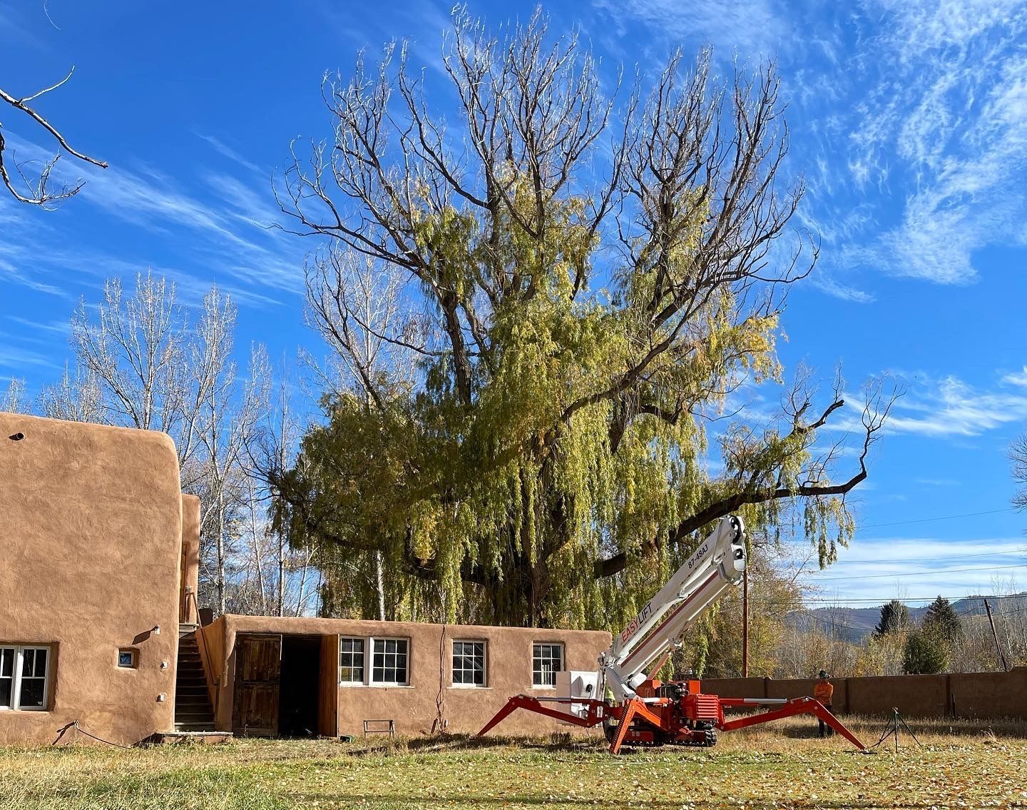 An adobe home with a very large, very tall tree behind it with a lot of dead branches.