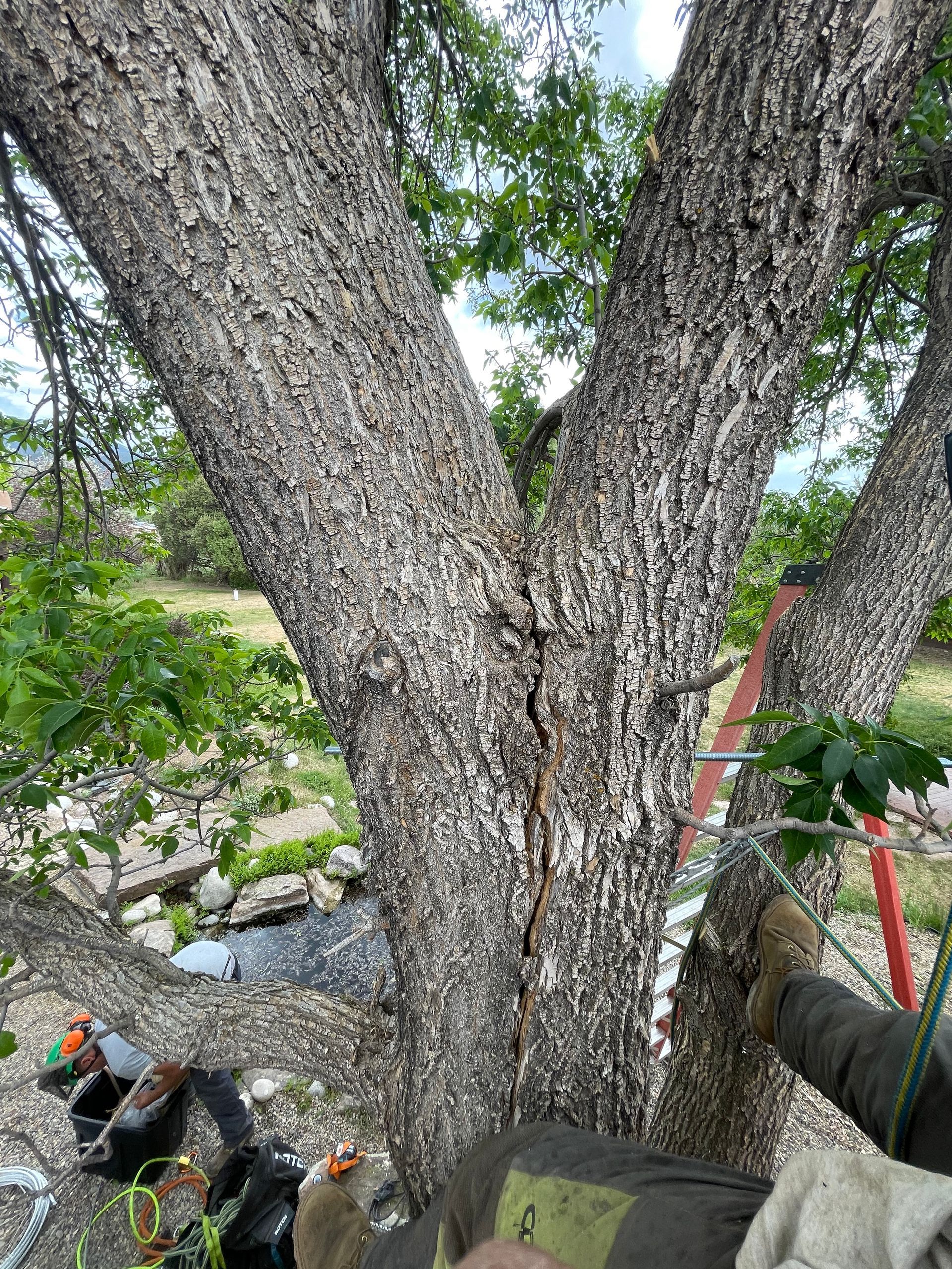 A tree with two large branches growing apart from each other with a crack down the middle before Taos Tree added cabling.