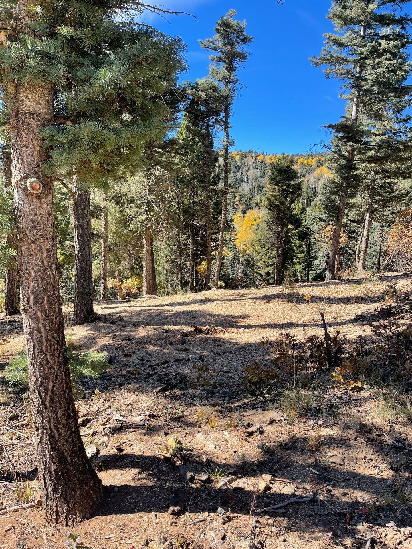 A forest with tall trees and a clean forest floor after Taos tree came to provide forest thinning.