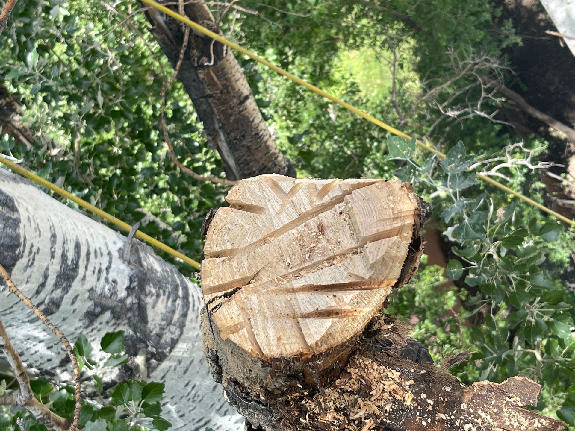 A freshly cut tree limb stump.