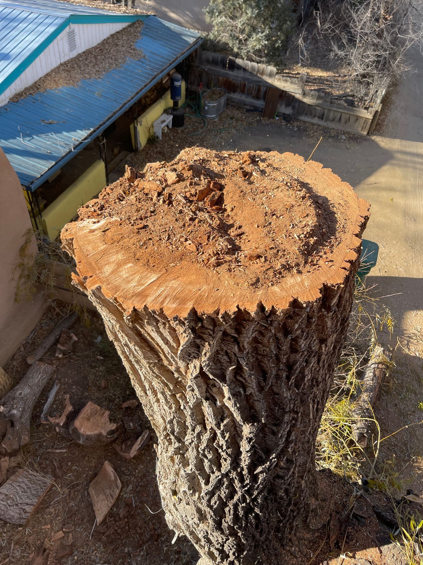 Looking down at a very large tree stump with a small house down below in the distance.