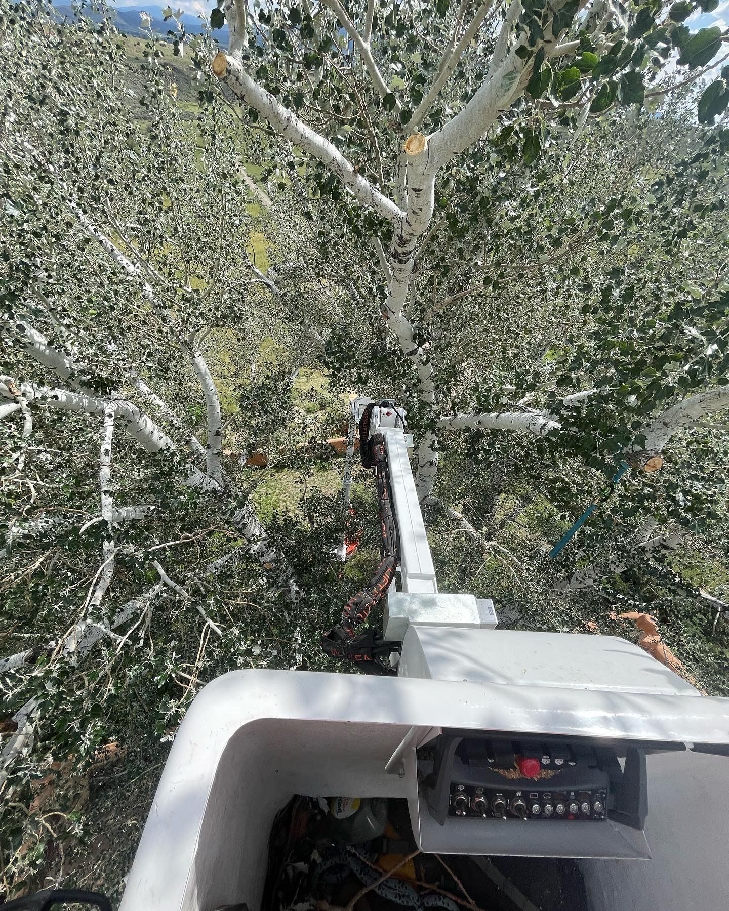 View from high up in a tree looking down.
