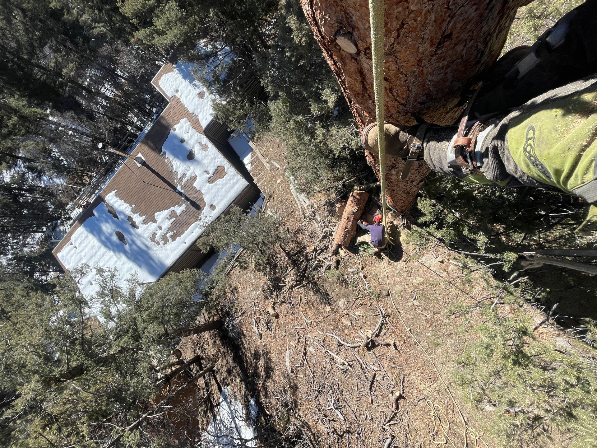 Looking down from high up in a tree onto a roof with snow in it, a backyard, and a co-worker near the base of the tree.