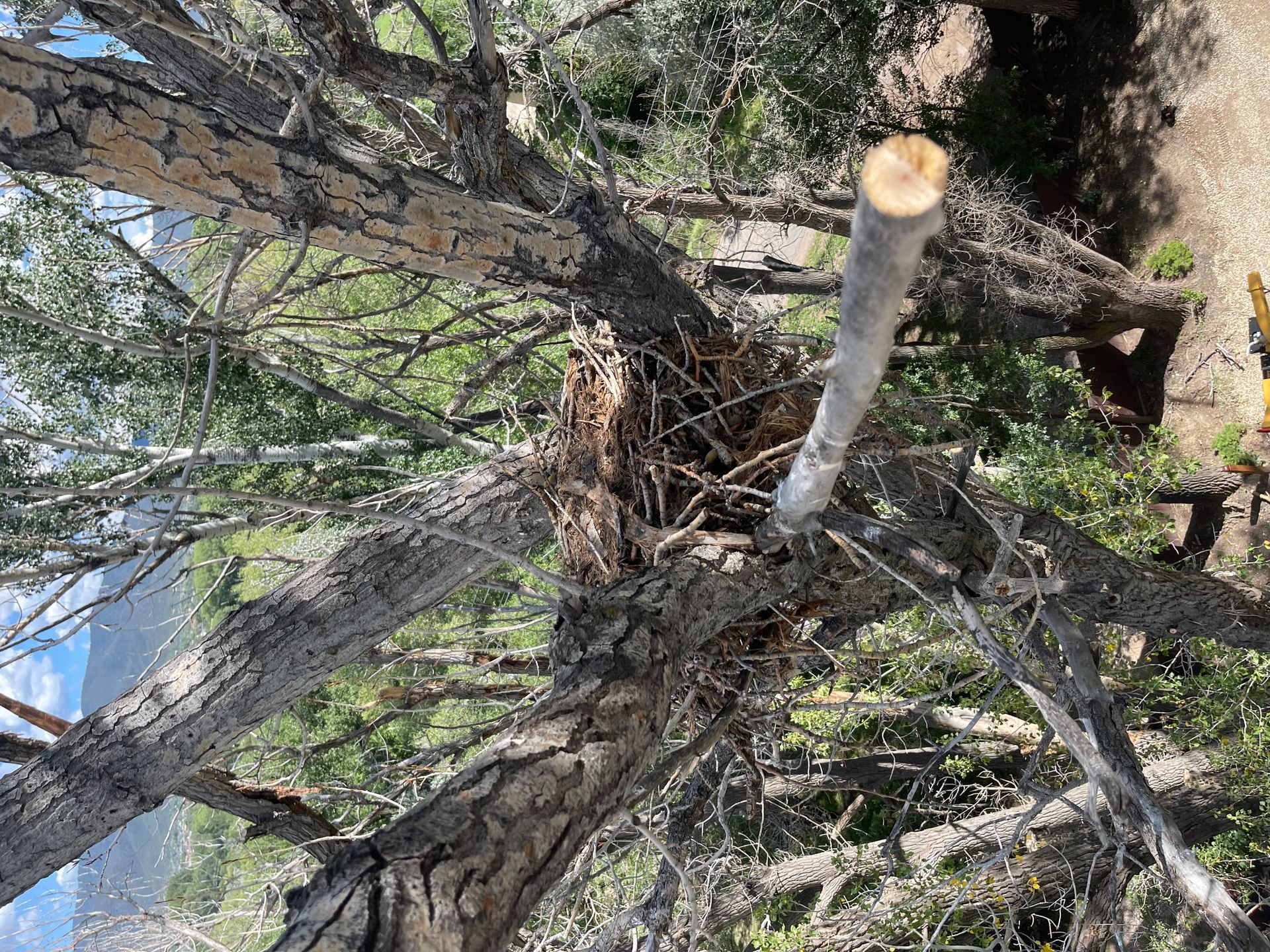 High up in a tree looking down into a mess of tangled dead branches and limbs.